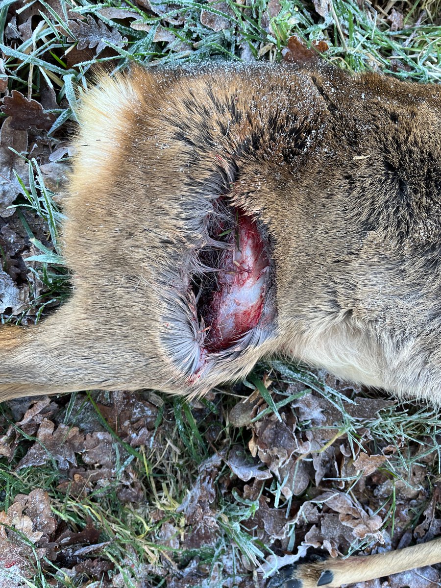 Jan Meesters tweet media