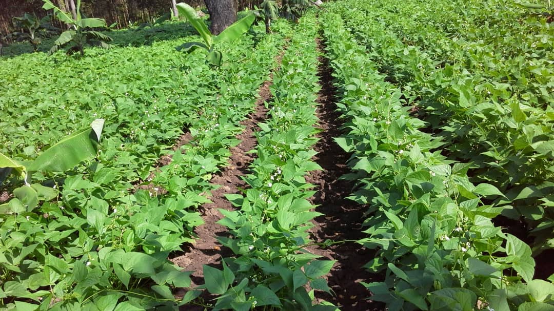 EuroAfriLink's tweet photo. OUR BLOG FOR DECEMBER IS OUT! Our final #blog for this year is out. It is about reflecting on the just ended #COP26Summit in Glasgow & #transformingfoodsystems, especially for #smallholderfarmers.👉https://t.co/qyDiyySVFd
Special #thankyou to @IkechiAgbugba, PhD for his input. https://t.co/wpbEfO7s2G