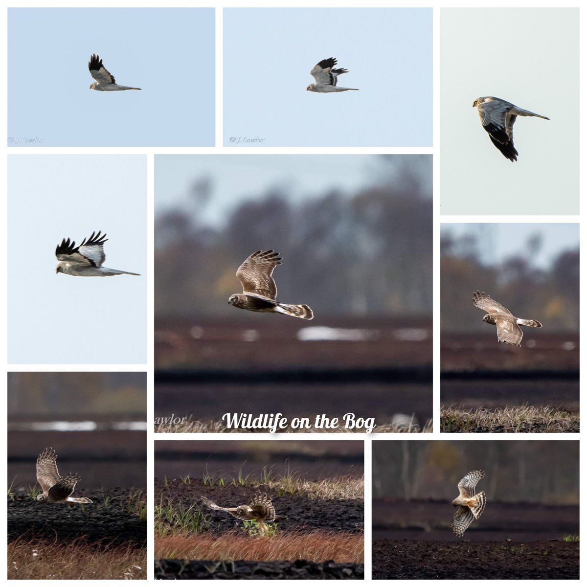 Male &amp; Female Hen Harriers I recently pictured on our Bog in Co.Kildare 🇮🇪. The rarest of Raptors anywhere in Ireland. #henharrier #birdwatching #birds #nikonphotography #birdphotography
