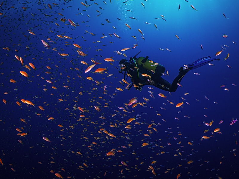 ScubaverseMedia's tweet photo. A Red Sea Scuba Scene (Part 1 of 2). @greatwhitesean is aboard Scuba Scene liveaboard during Shark Week.
@oysterdiving #scubascene #diving #redsea #Egypt #scubaverse #sharkweek #liveaboard #shark #blog 
https://t.co/A6GAM5K3Os https://t.co/BcZMC4cTQv