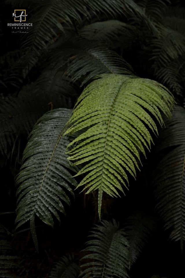 Aniltprabhakar's tweet photo. || T H E G R E E N ||
"The sensation of being surrounded by green is beyond our comprehension." - Anil T Prabhakar
"പച്ചപ്പാൽ ചുറ്റപ്പെട്ടതിന്റെ അനുഭൂതി നമുക്ക് മനസ്സിലാക്കാവുന്നതിലും അപ്പുറമാണ്." -
അനിൽ ടി പ്രഭാകർ
#reminiscenceframes #aniltprabhakar #nftphotography https://t.co/EeYmDT8Igm