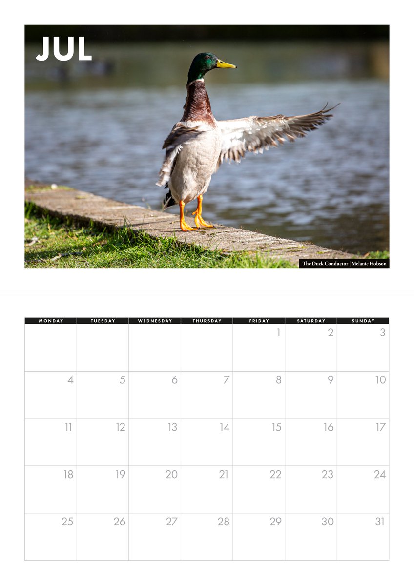 Popping down to The Outdoor Shop to restock the calendar... possibly via the Pells.. so here's The Duck Conductor by Melanie Hobson.