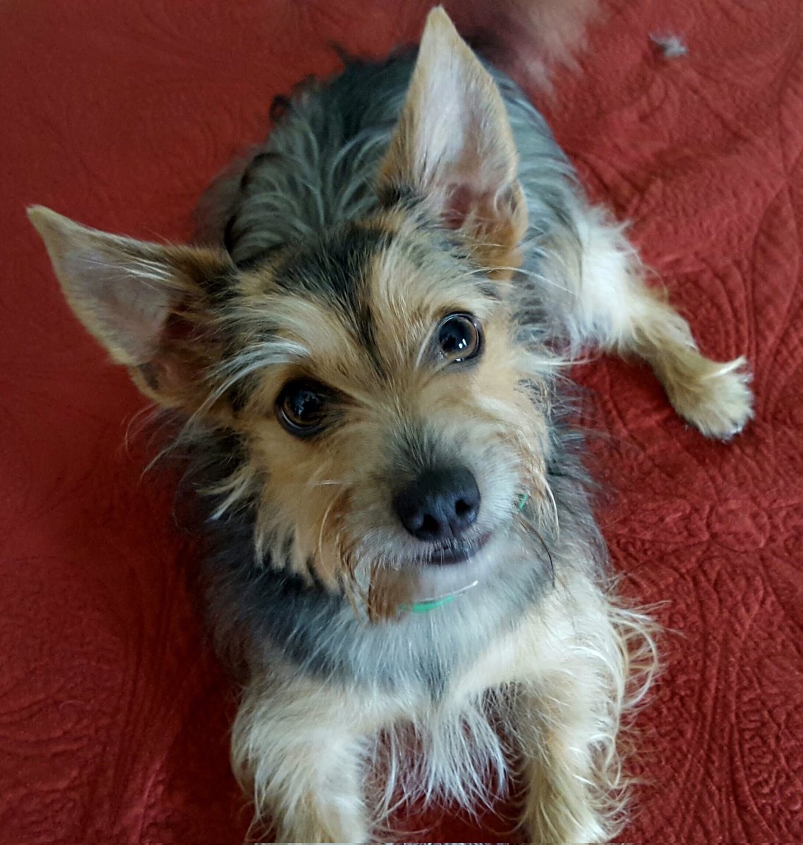 Generalizations and stereotypes <a href="/morningmika/">Mika Brzezinski</a> aren't good with people or #GermanShepherds #morningjoe My 4 shepherds were all #cat lovers. My York russell...not so much. #Frankie