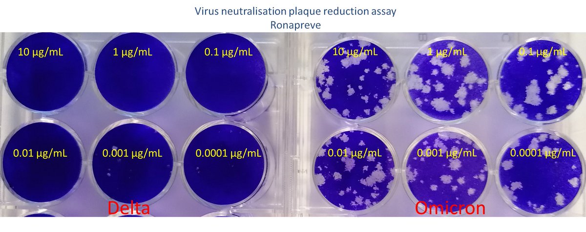 A picture tells a clear story. Regeneron monoclonal antibodies have strong virus neutralising activity against Delta but none against Omicron. Great team effort by @OlivierTouzelet @cggbamford @eringetty98 and Dean Coey in collaboration with Regional Virology Lab @ConallMcCaughey