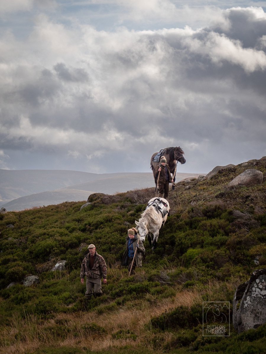 RuthOnTheHoof's tweet photo. Working #highlandponies (aka garrons) making their way out onto the hill to collect the deer to bring back to the larder for processing. Deer management is crucial for the health of the environment in this region of Scotland #workingponies #gonative https://t.co/3U5Aq47bvq