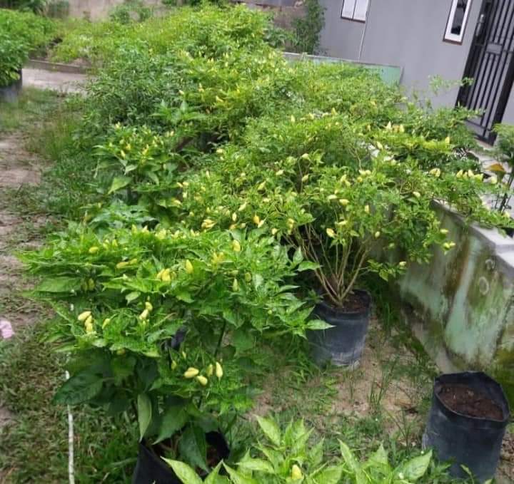petanirumah's tweet photo. Booster Tanaman Buah.

Ini hasil uji Booster di coba teman  komunitas Berkebun. Hasilnya sangat bagus sekali meski bahannya sederhana.

Yang mau tahu resepnya lanjut ke bawah. https://t.co/CheSRnoDpl