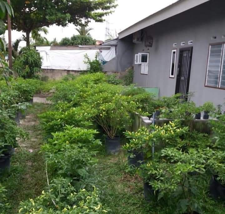 petanirumah's tweet photo. Booster Tanaman Buah.

Ini hasil uji Booster di coba teman  komunitas Berkebun. Hasilnya sangat bagus sekali meski bahannya sederhana.

Yang mau tahu resepnya lanjut ke bawah. https://t.co/CheSRnoDpl