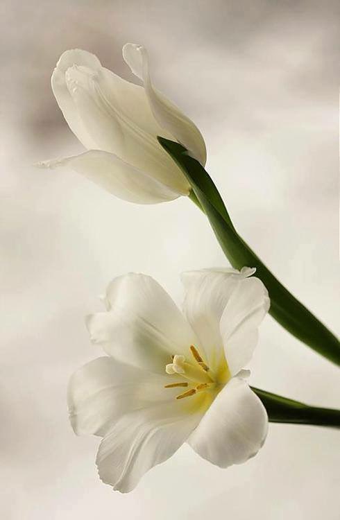 <a href="/lilitaprofesion/">liliana garcia</a> <a href="/Cesuryorum/">Cüneyt Şaşmaz🇹🇷</a> <a href="/MARIALUISAMAR5/">MARIA LUISA</a> <a href="/MartaAvendao/">Marta Avendaño 🍃🌸</a> <a href="/AslamCh61/">Aslam Chaudhary</a> @avlis532 <a href="/sushilpershad/">sushil ??</a> <a href="/IzabelleCova/">🌺 Iza 💦</a> <a href="/LencKrysia/">🐞KEZA🕸</a> <a href="/Aviva_Gary/">Aviva Gary</a> <a href="/IsabelPerez1232/">💦Isabel Perez 💦</a> <a href="/DebbieZimmer54/">Debbie</a> <a href="/CanoEscalo/">CONSUELO</a> <a href="/SimplesmenteSyl/">💄💋🍓SYL🍒👠🍷</a> <a href="/eoff_sylvia/">Sylvia</a> <a href="/HNmttcY3QAJvor1/">青空の下</a> <a href="/michael94210731/">michael sterling</a> <a href="/IsmailShihan/">Ismail Shihan</a> <a href="/grandesol2016/">LUA CHEIA DE AMOR.</a> <a href="/WalterHomeroPe4/">Walter Homero Perez</a> <a href="/Chandra1Vinod/">Jessica</a> <a href="/angelicagallegs/">🇧🇷 ♫J.Angelica G. Gallegos♫🇧🇷</a> <a href="/PolakPotrafi333/">Polak Potrafi</a> <a href="/mitamazumdar71/">mitamazumdar</a> <a href="/PRiengmond/">pisamai riengmond</a> <a href="/Sadeem17381503/">Sadeem</a> <a href="/mainzina/">Elizabeth</a> <a href="/purpuracocaes/">#Colombia</a> <a href="/marinagarzon5/">marina Garzon</a> <a href="/TuTulsa/">tulsa</a> <a href="/monicasloves/">Monica Cates</a> <a href="/s0ranek07/">蒼♡AO♡💙</a> <a href="/politicalnaveen/">Navin🌟</a> <a href="/zerok_z/">Asi ♡</a> <a href="/ArshadKhanKhat5/">Arshad Khan Khattak</a> <a href="/S123456789a3/">S123456789a</a> <a href="/nabilhasan48/">حسن العراقي</a> <a href="/purpuracocaes1/">@purpuracocaes</a> <a href="/castelobrw/">Ing. Cesar I Castelo</a> <a href="/LatofaOb/">👑❤Latifa❤👑</a> <a href="/AboHamedo/">أبو حميدو</a> <a href="/elbiba_5/">elbiba ali𓂃♡</a> <a href="/WaringJudy/">Judy Waring</a> <a href="/RoshanDua/">Roshan Dua @9953331066</a> <a href="/GreyAki/">Lettycia</a> <a href="/elsufuen/">Susana Fuentes</a>