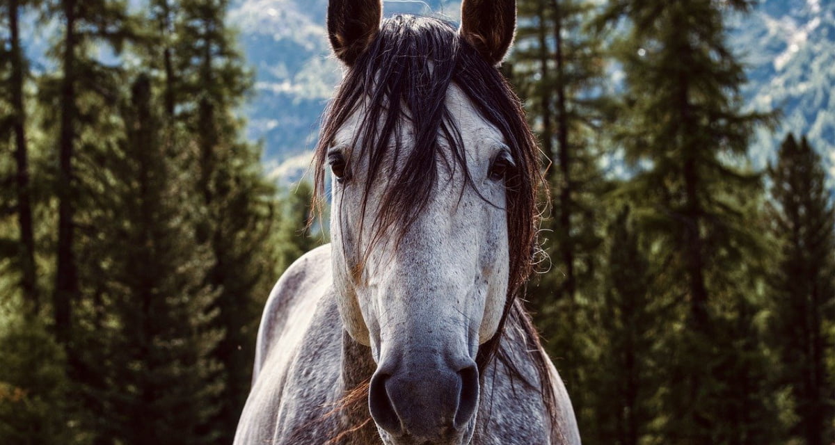 #ultimora Cavallo complottista rifiuta di curarsi con l’ivermectina
lercio.it/cavallo-complo…