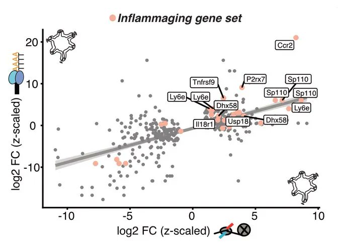 Non-immune(!) cells in the intestine acquire inflammatory signatures during #aging... Nice work (also on organoids 😎) from my good friends @funk_maja, @jan_glx and @FlorianHeigwer (et al.) from @Boutroslab now as #preprint on @biorxivpreprint: biorxiv.org/content/10.110…