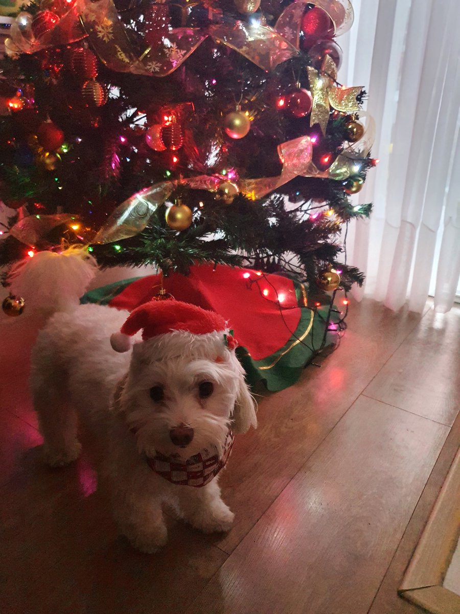 CeciSaldivia's tweet photo. #MuchoGustoMega Felices Fiestas les desea Zury y su familia desde Punta Arenas. ❤ https://t.co/aJGmV0hotp