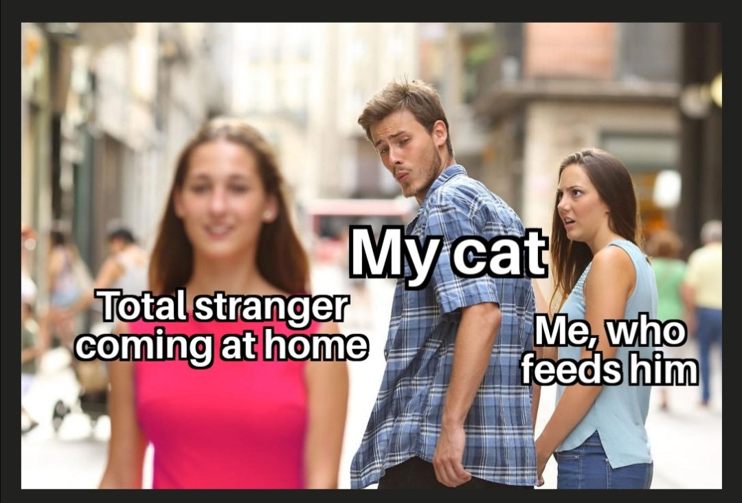 ItwasMorgan's tweet photo. Do someone feel me? #CatsOfTwitter #catlife #Memes https://t.co/7oAkynEgoR