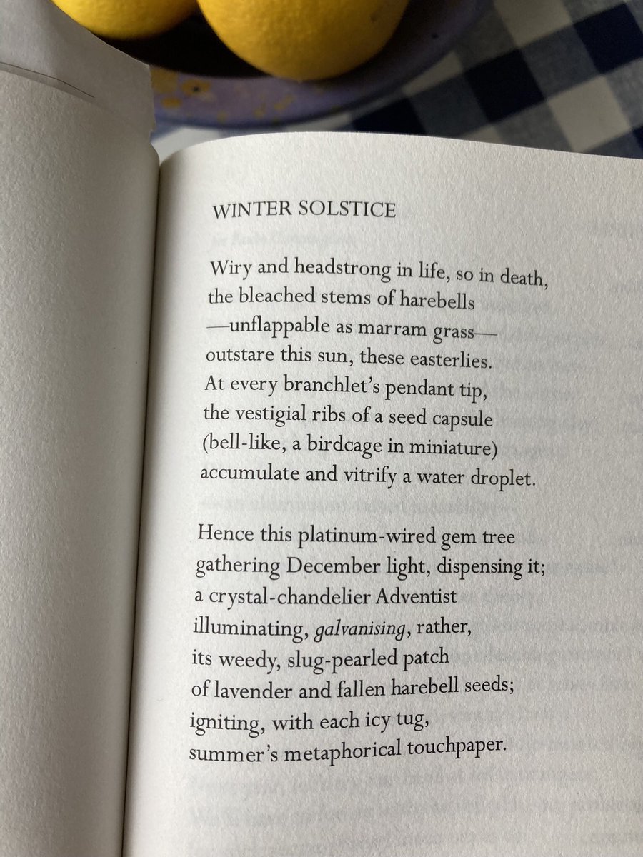 Wishing, many years later, I still had this harebell, that lavender. Here’s to 2022 and the resolve to take cuttings and save seeds. Which is to say “Keep ‘er lit”. xx