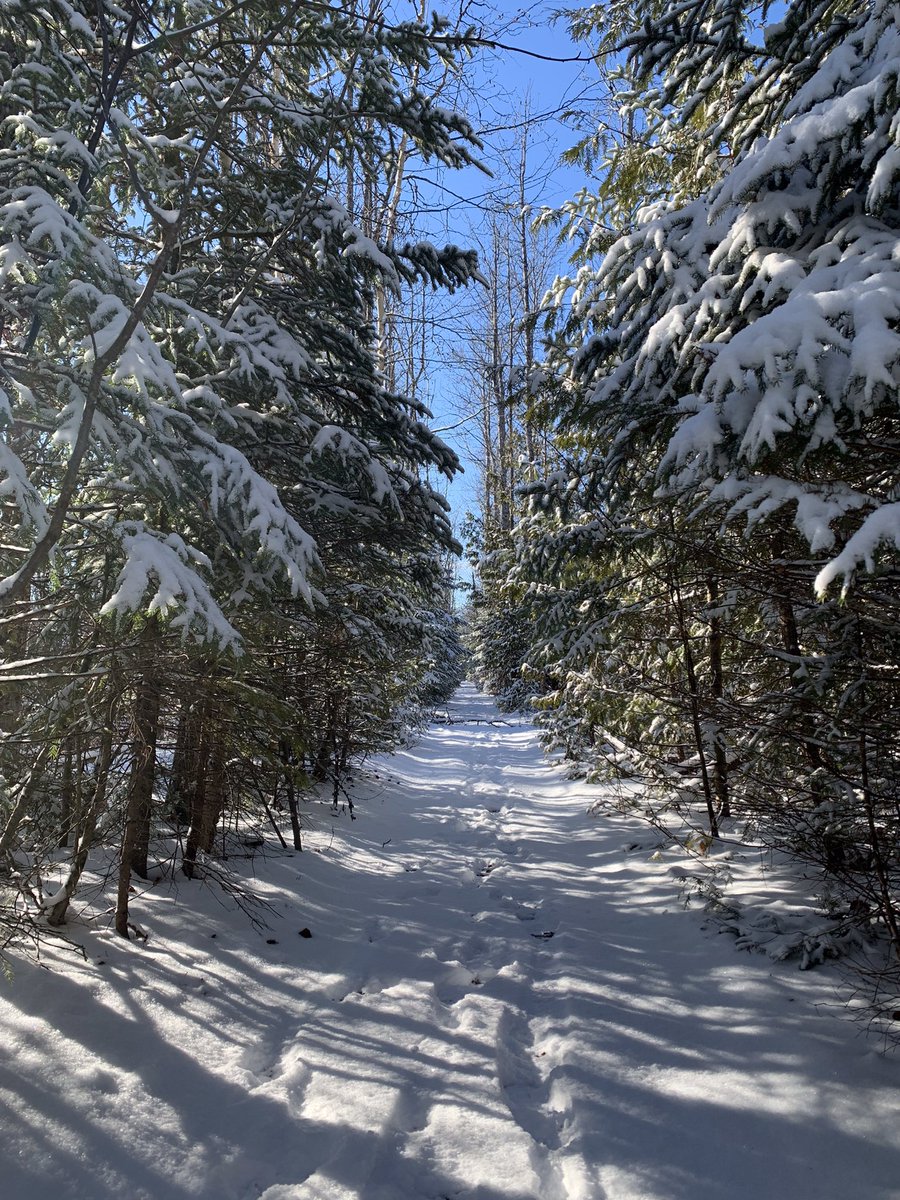 I call these photos: Looking back and looking forward. #FeedAllFour @tldsb #Nature #FreshAir #Reflection #Gratitude #WinterSolstice #KawarthaLakes #Canada 🤍❤️🤍