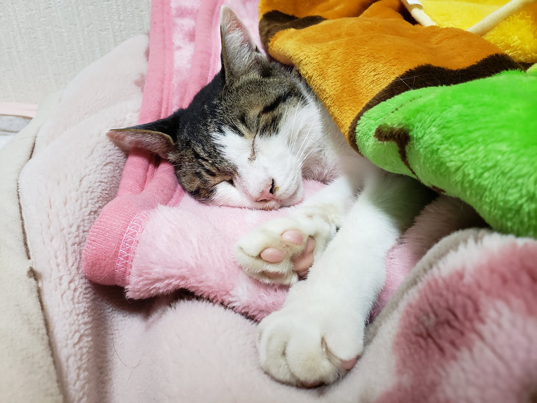 猫布団 Twitter Search Twitter