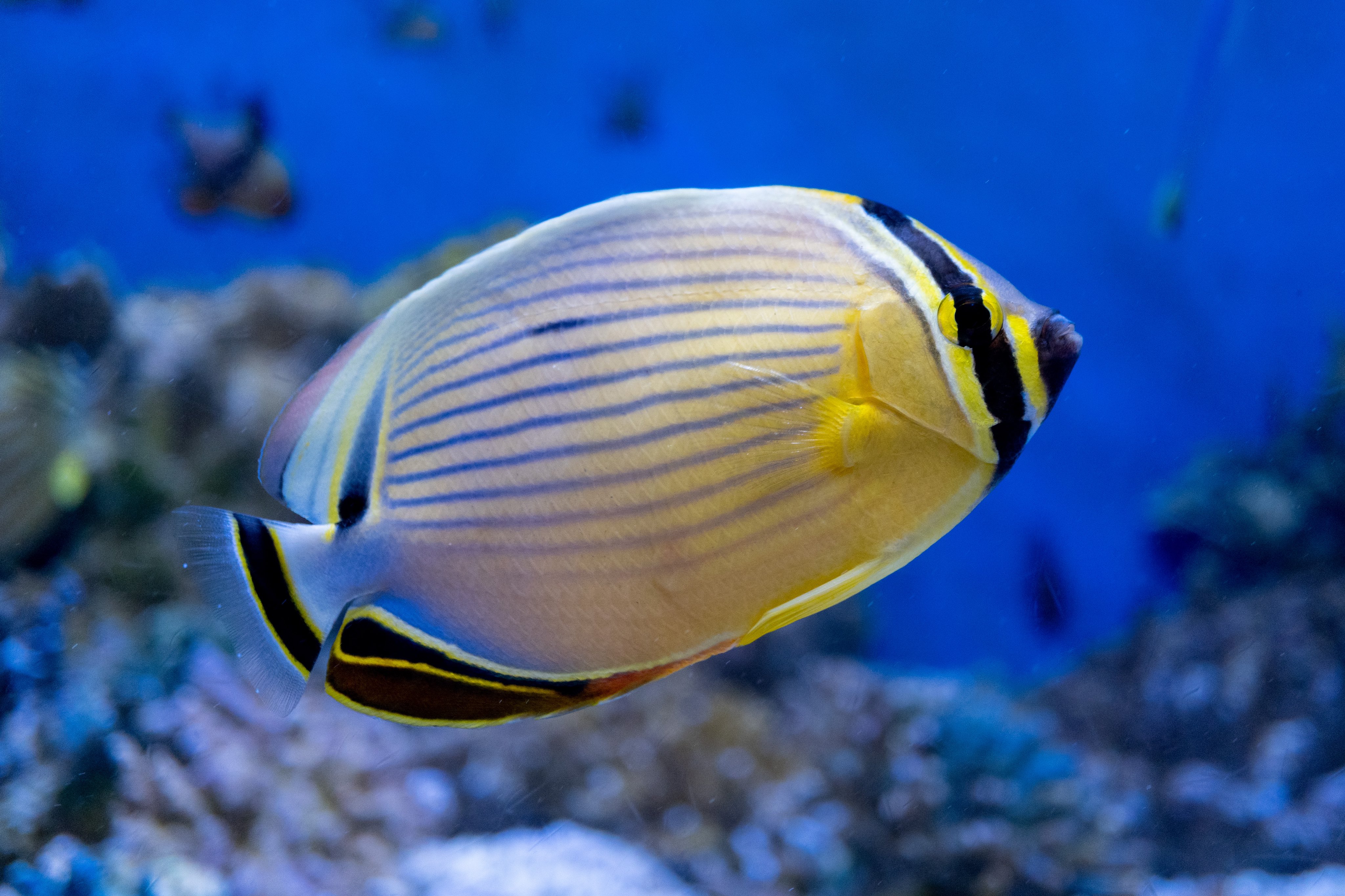 ミスジチョウチョウウオ Twitter Search Twitter