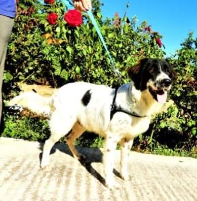 Αναζητούμε φιλοξενία  στην Πάτρα μέχρι 18 Ιανουαρίου γι' αυτό το όμορφο αγόρι, που λόγω  ατύχηματος στο γόνατό του πρέπει να μείνει σε ήρεμο περιβάλλον χωρίς άλλα ζώα. Είναι 9 μηνών, πλήρως εμβολιασμένος κ αποπαρασιτωμένος. Η τροφή του είναι καλυμμένη. Ευχαριστούμε πολύ.