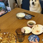 ご飯を食べる時さも自分がここで食べるかのように座る犬‪w