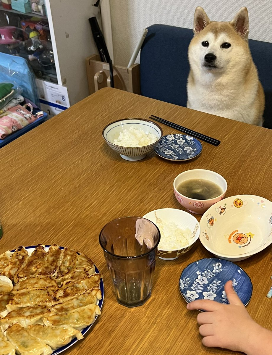 普通に座ってるけど君のはないよ 柴犬がちゃっかり食卓につく姿に爆笑 違和感ないw まいどなニュース