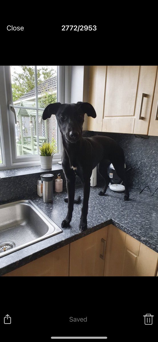 BarkingMadClare's tweet photo. @hiya_steve I raise your caught sneaking, to caught red handed 🤣🤣 https://t.co/mExQZRA1T3