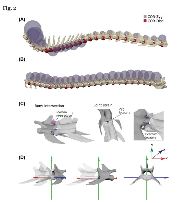 iobjournal@sicb.org (@iobjournal) on Twitter photo Celebrating one of <a href="/iobopen/">Integrative Organismal Biology</a>'s 2021 highest <a href="/altmetric/">Altmetric</a> scorers-
"AutoBend: An Automated Approach for Estimating Intervertebral Joint Function from #Bone-Only Digital Models"
Jones et al
academic.oup.com/iob/article/3/…
#biomechanics #sciencetwitter #species #vertebral #morphometric Celebrating one of <a href="/iobopen/">Integrative Organismal Biology</a>'s 2021 highest <a href="/altmetric/">Altmetric</a> scorers-
"AutoBend: An Automated Approach for Estimating Intervertebral Joint Function from #Bone-Only Digital Models"
Jones et al
academic.oup.com/iob/article/3/…
#biomechanics #sciencetwitter #species #vertebral #morphometric