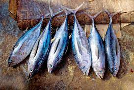 Tuna Fish Market to Worth USD 48.19 Billion Forecast 2028 | Tuna Fish Industry Trends, Key Players and Foreseen Report by Fortune Business Insights
primescholarslibrary.org/advances-fishe…