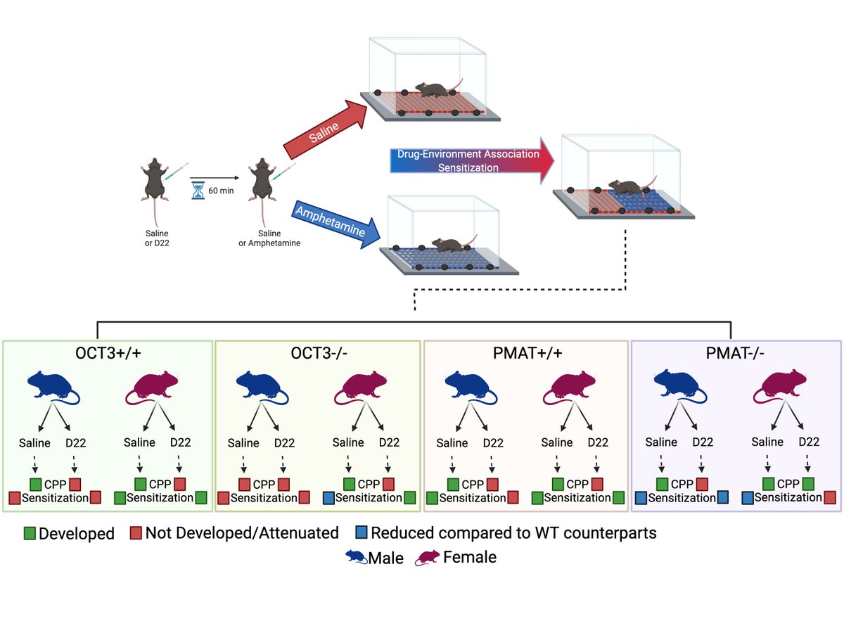 IJMS_MDPI's tweet photo. Authors results that #organiccationtransporter3 is necessary for the development of #conditionedplacepreference to #amphetamine in males, whereas in females, #PMAT is necessary for the ability of #D22 to prevent the development of CPP to amphetamine. https://t.co/XvORuncafk https://t.co/2Mjrm778Qe
