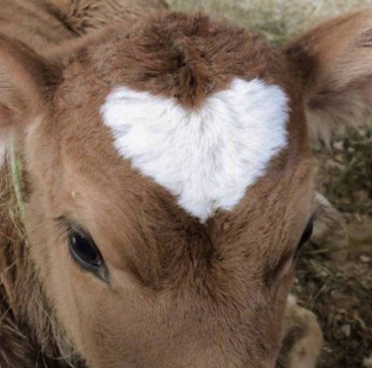 i love you i love you i love you i love you i love you 🤍🤎