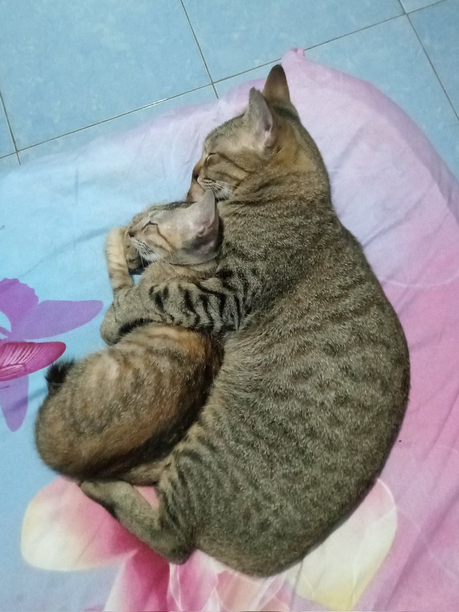 petsfess's tweet photo. drop foto kucing kalian yg lagi pelukan gemes gitu dong kcg!
me:
 https://t.co/dgtyJrO9ZL