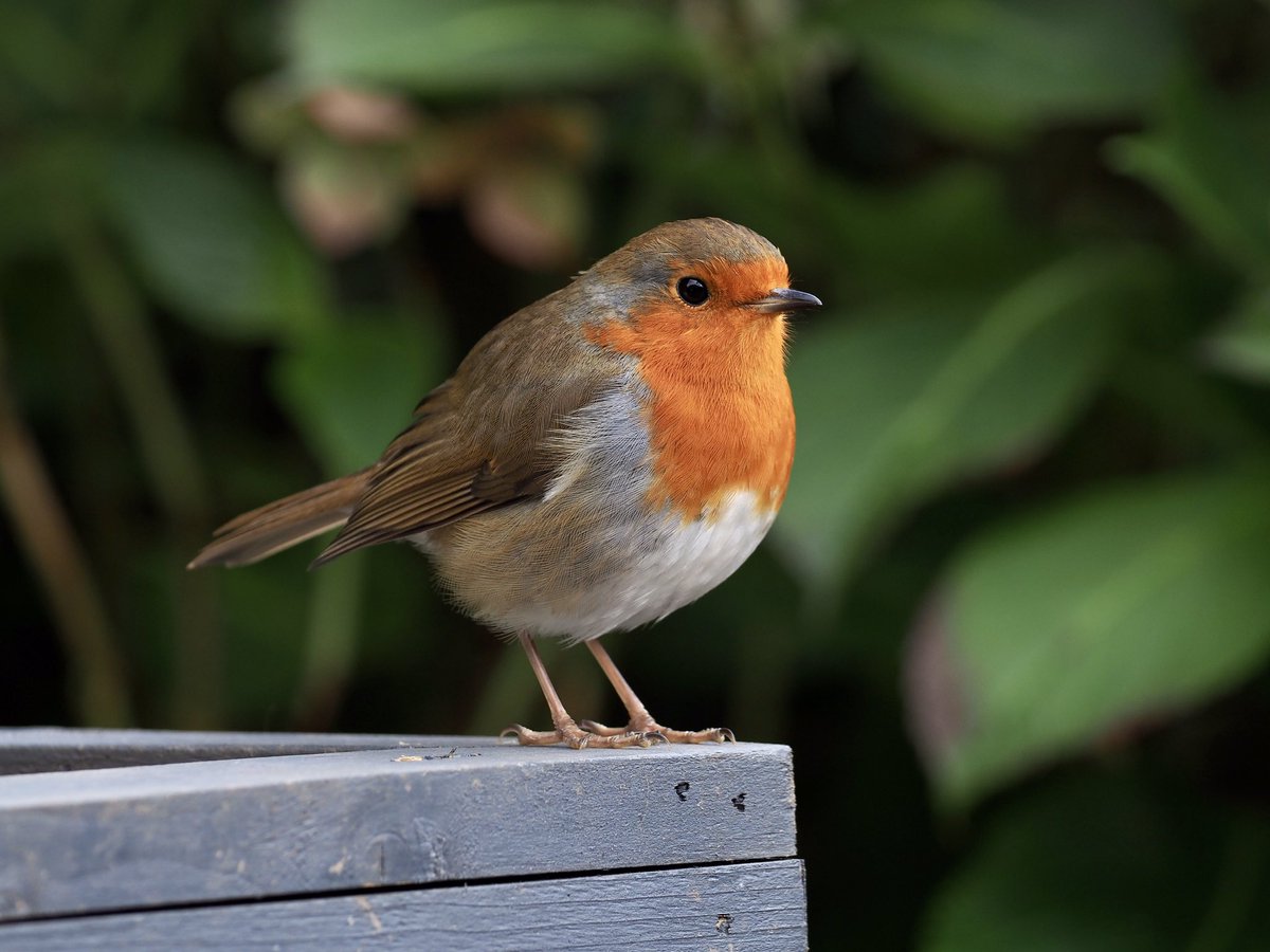 Dave Butler tweet media