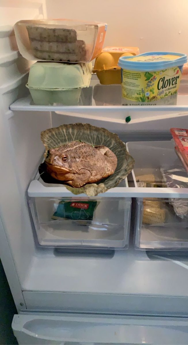 pabl0snickerbar's tweet photo. Nothing beats that feeling of opening up the fridge door and seeing you’ve got a yummy toad in the hole for supper 😋 https://t.co/htUPlglTV0