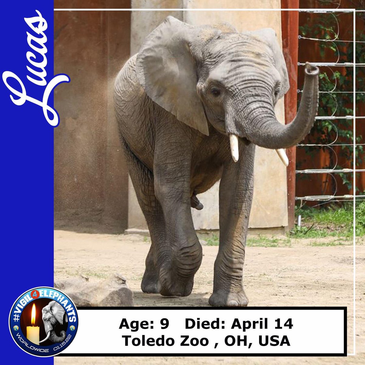LEAPyeg's tweet photo. Another youngster perishes in a zoo environment from EEHV which as we know, is a common virus in the elephant captivity world. Lucas, you had decades ahead of you if only you lived in your own environment. #Vigil4Elephants #RIPLucas #V4EJan15 https://t.co/TD3BY3c1Zv