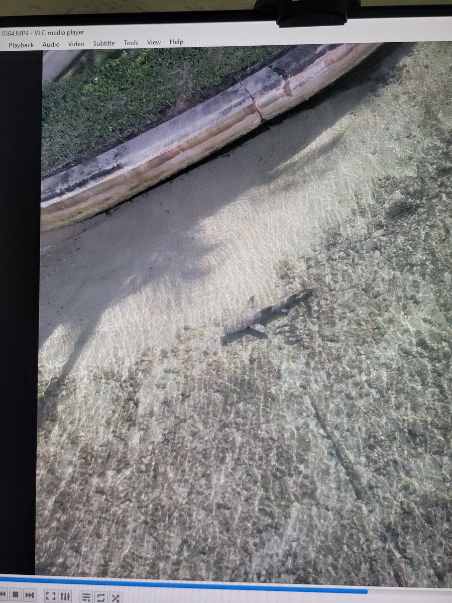 SharkStudies's tweet photo. Incredibly nice concerned citizen has let us know and given us access to their property to track and attempt to help this lemon shark that has a rope around its head, causing injury to its gills and pectoral fins. Its been challenging to try to intervene...stay tuned! #shark https://t.co/4jImILzmh8