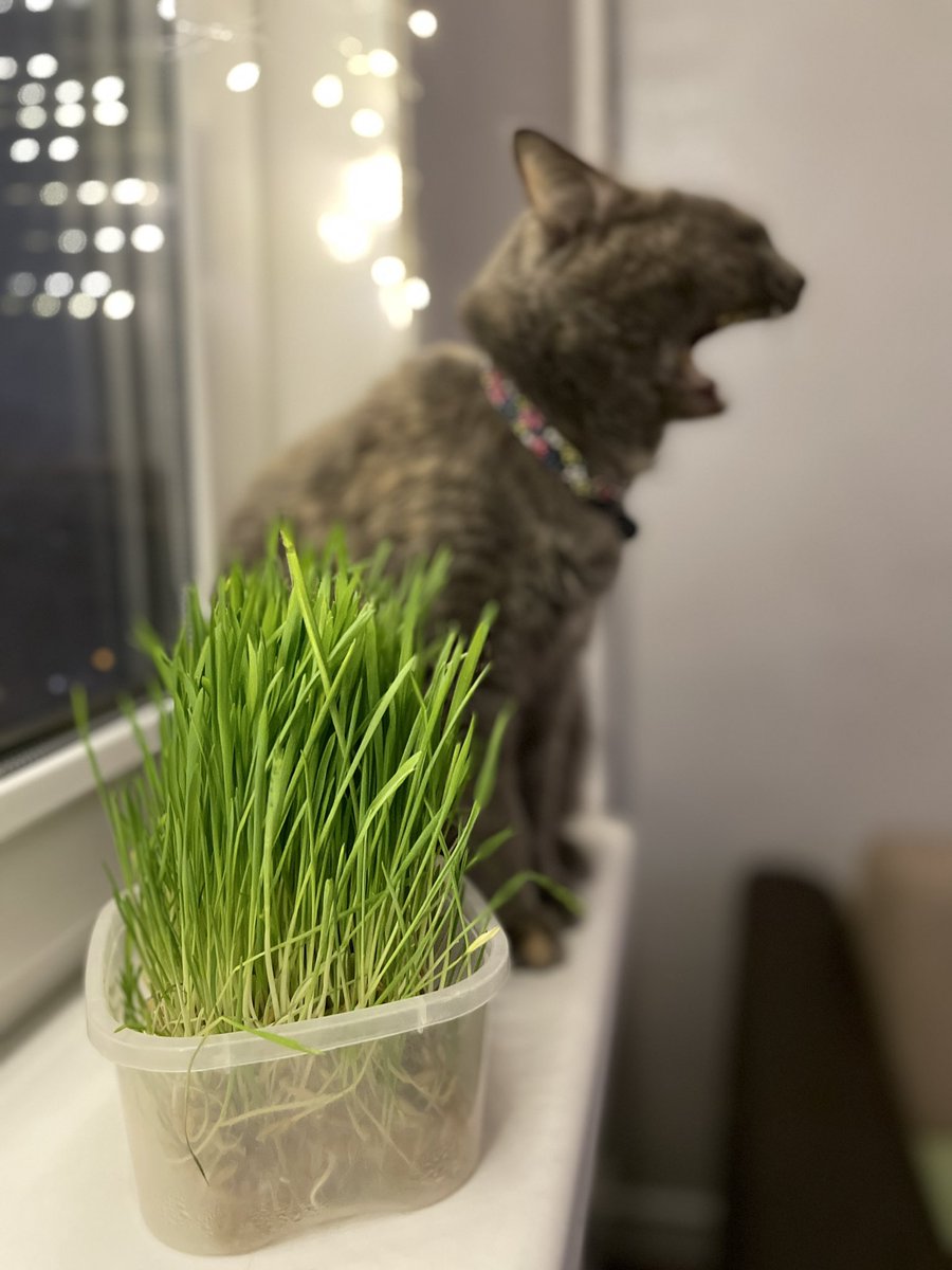 eto__cat's tweet photo. Считаю лучшей фотокарточкой этой кошьки https://t.co/0CPDdIc8lP