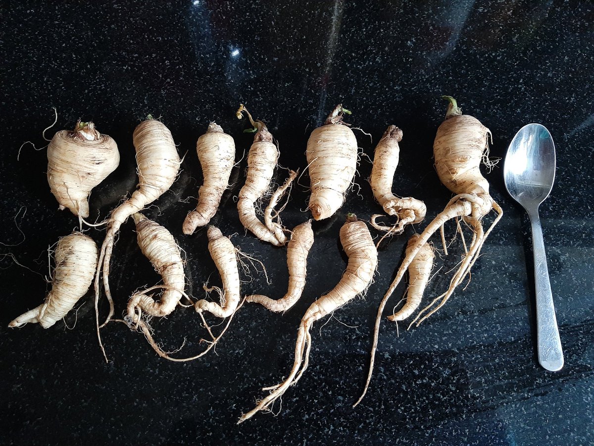 tinglymum's tweet photo. Another quality crop of parsnips this year! (That's a teaspoon BTW) ๐ #growyourown #allotmentfail https://t.co/8xMPnjzoSo