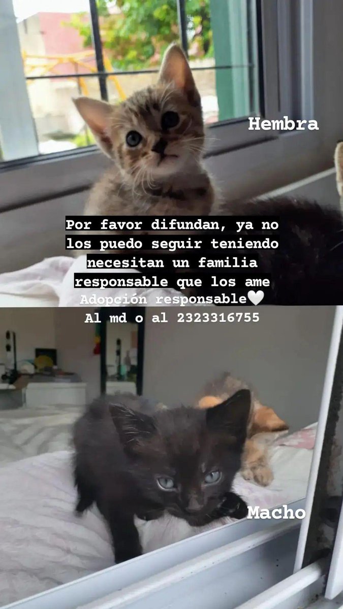 ValenChoulet's tweet photo. Hola gente de Twitter, estos bebés necesitan una familia responsable que los quiera adoptar. Si no pueden adoptar por favor difundan 🤍
Somos de Luján, pero tenemos la movilidad para alcanzarlos a donde sea su próxima casita https://t.co/kBcmKT391r