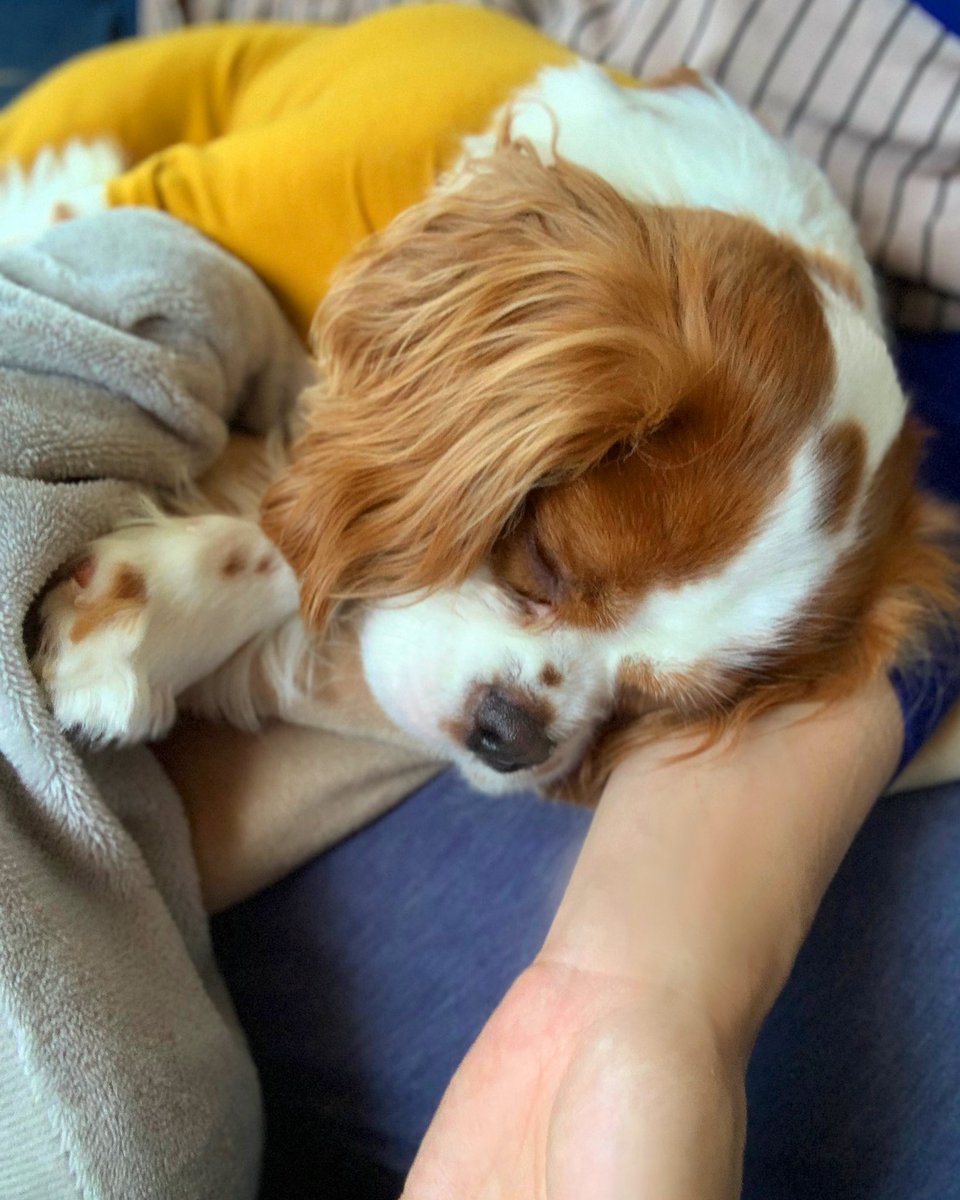 tenchan_0101's tweet photo. すぅ〜すぅ〜💤
#キャバリア https://t.co/XXZ8mIbrD4
