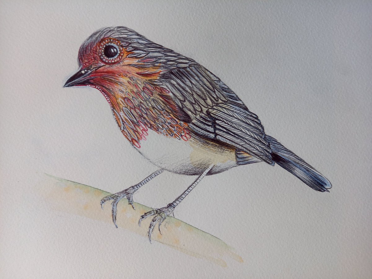 #DAY6 #Isolation #covidproject lots of fun drawing this cute Robin for #NationalRobinDay and #ArtAdventCalendar #birding #birds #Robin