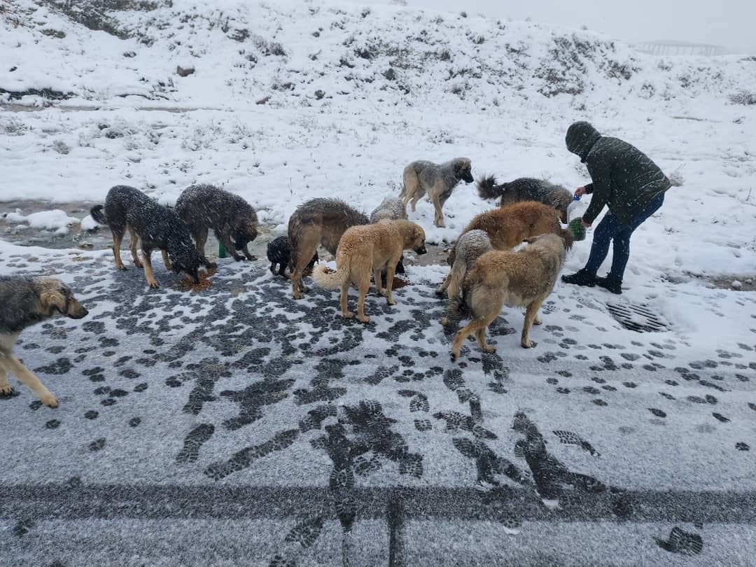Sokak Ahbaplarımız için "Bir Kap Su Bir Kap Mama" etkinliği ile bir araya geldik. Etkinlikte gönüllülerimiz ile beraber atık malzemelerden mama ve su kapları yaptık. Daha sonra Sokak Ahbaplarımızın bulunduğu bölgelere kapları yerleştirdik.💚
@ahbap_uni @ahbap_afyon @ahbap_cevre