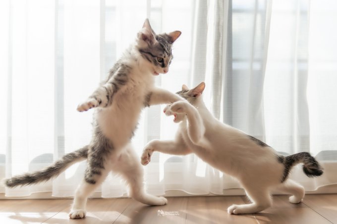 猫好 高画質 のtwitterイラスト検索結果 猫好 高画質 のtwitterイラスト検索結果