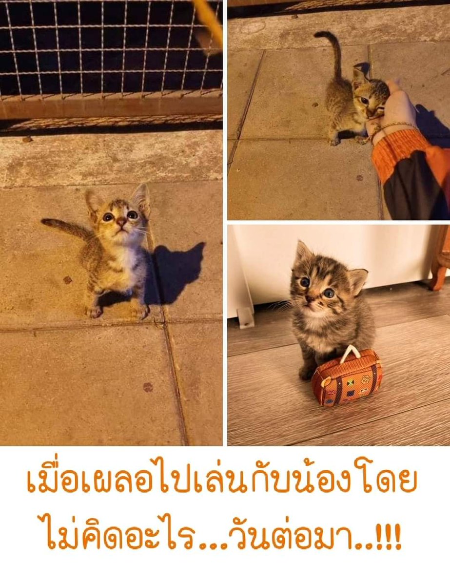 ชานิ tweet media