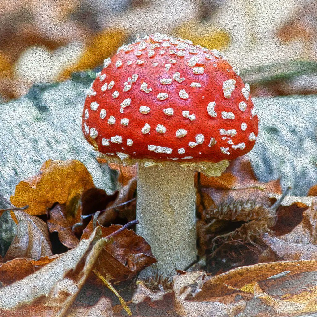 VenetiaJane's tweet photo. It is said Wōden, astride his eight-legged horse Sleipnir, leads the ‘Wild Hunt’ on the darkest nights around the time of the #WinterSolstice. Foam falls from Sleipnir’s bit, and wherever it touches the earth, Fly Agaric mushrooms flourish the following autumn. #FairyTaleTuesday https://t.co/DdRAlgYoG7