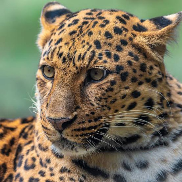 CryptosExC's tweet photo. @Leopardbsc #Leopard #Leopardwallet #Leopardtoken
#Leopardcoin #X100 https://t.co/QMlKJizLDS