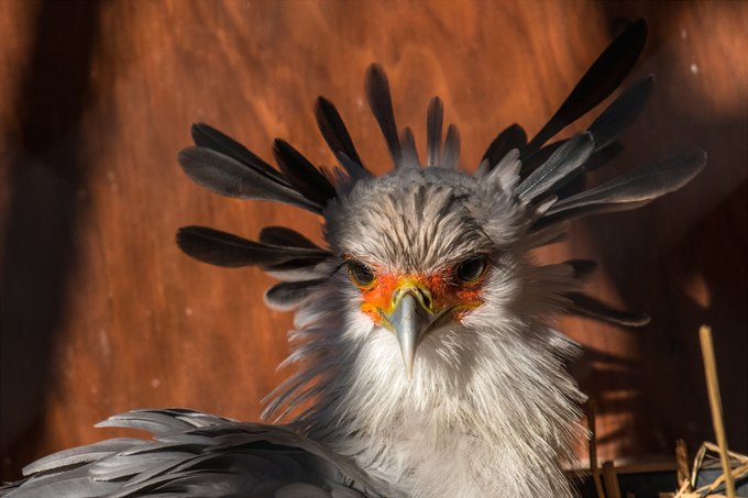 へびくいわしは
いいぞ 