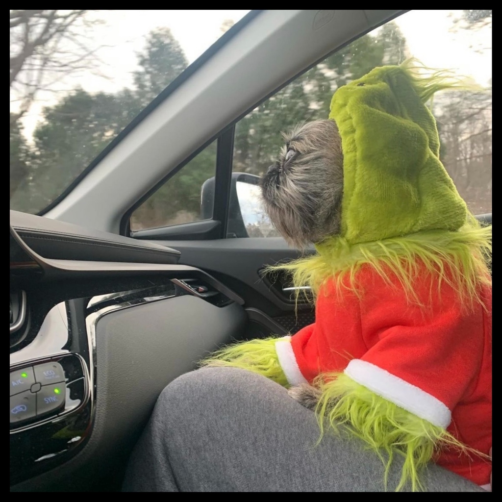 #NationalHumbugDay! There's no better #humbug to tilt our Santa hats to than the Grinch himself!

🐾ChiChi is a #BrusselsGriffonmutt who found his #fureverfamily in 2020!

#RescuePop #AdoptDontShop #UltimuttGuide #PetAdoptionGuide #rescuedogoftheday  #dogcostume #grinchdog