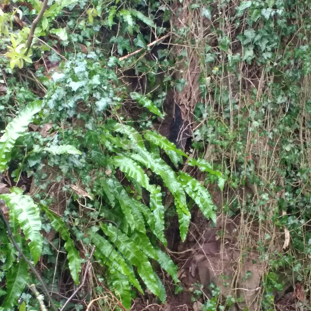 SkeletonLeafJTL's tweet photo. Even though it was a grey day, we still managed a lovely walk. This stunning bank of hart's tongue ferns and ivy was a stunning contrast to the surrounding leafless trees https://t.co/N9SB8UrO0O