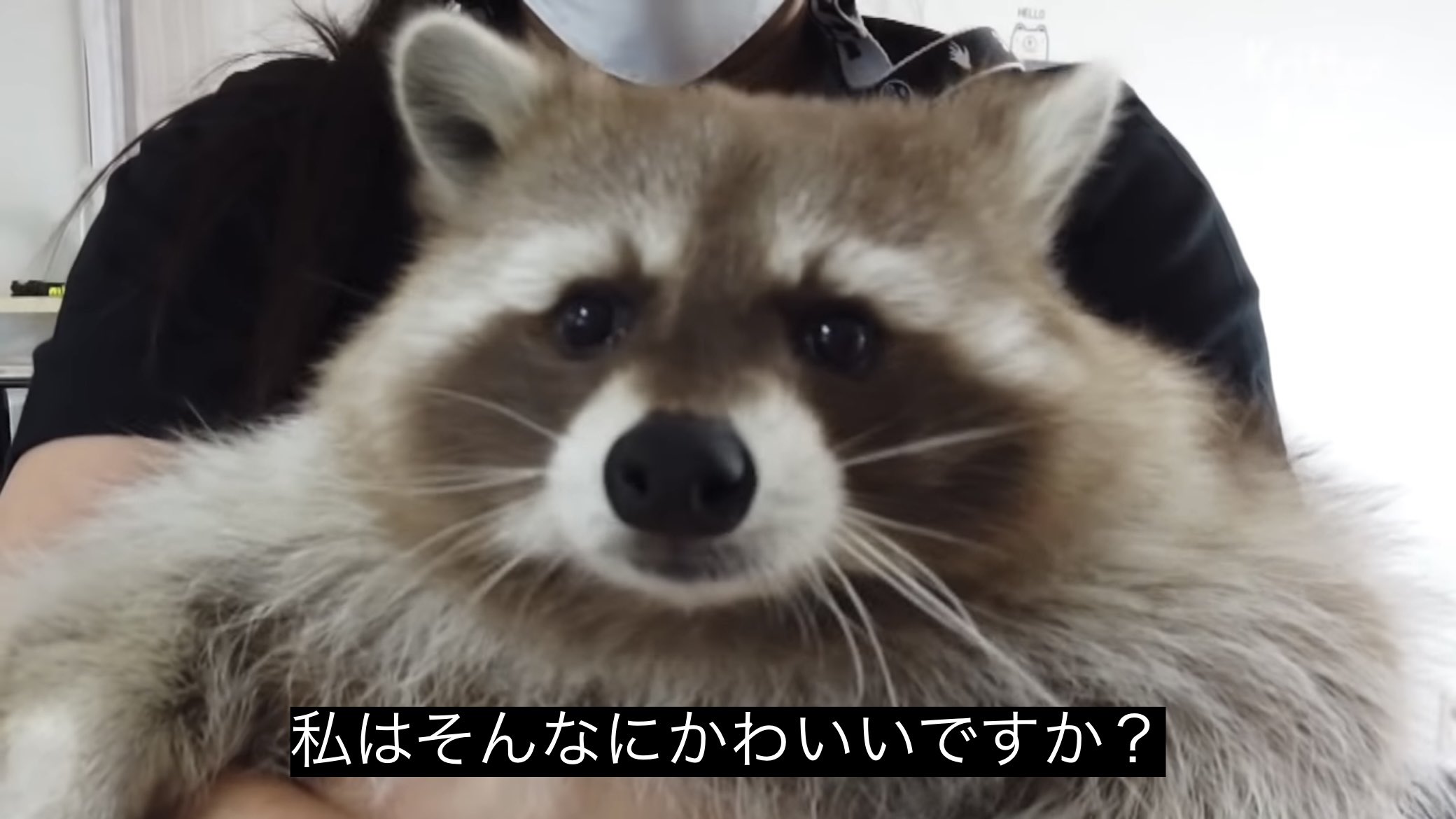 どうぶつ動画字幕bot 私はそんなにかわいいですか T Co 9jqvcumxrw Twitter