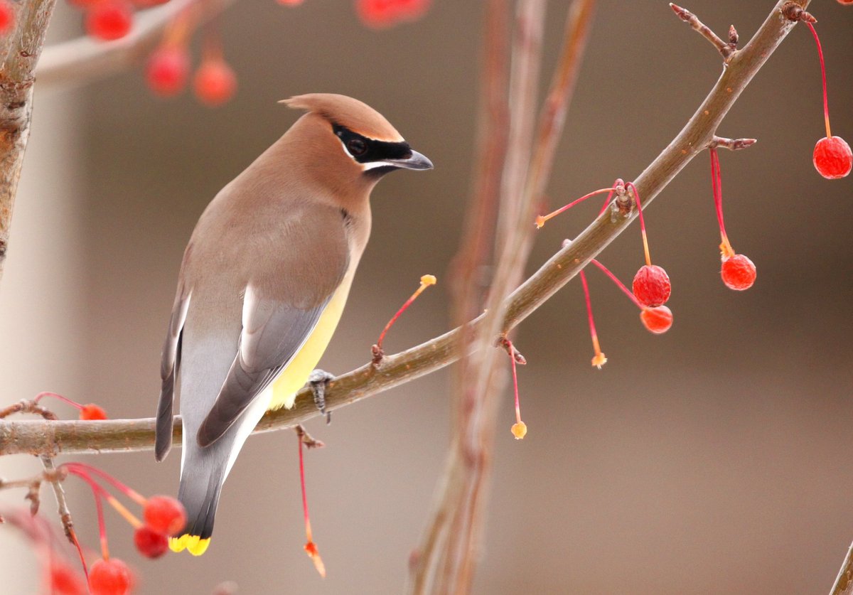 Cedar Waxwings are back again in my garden, to me this is nature's own christmas tree with decorative birds! #birding #Christmas