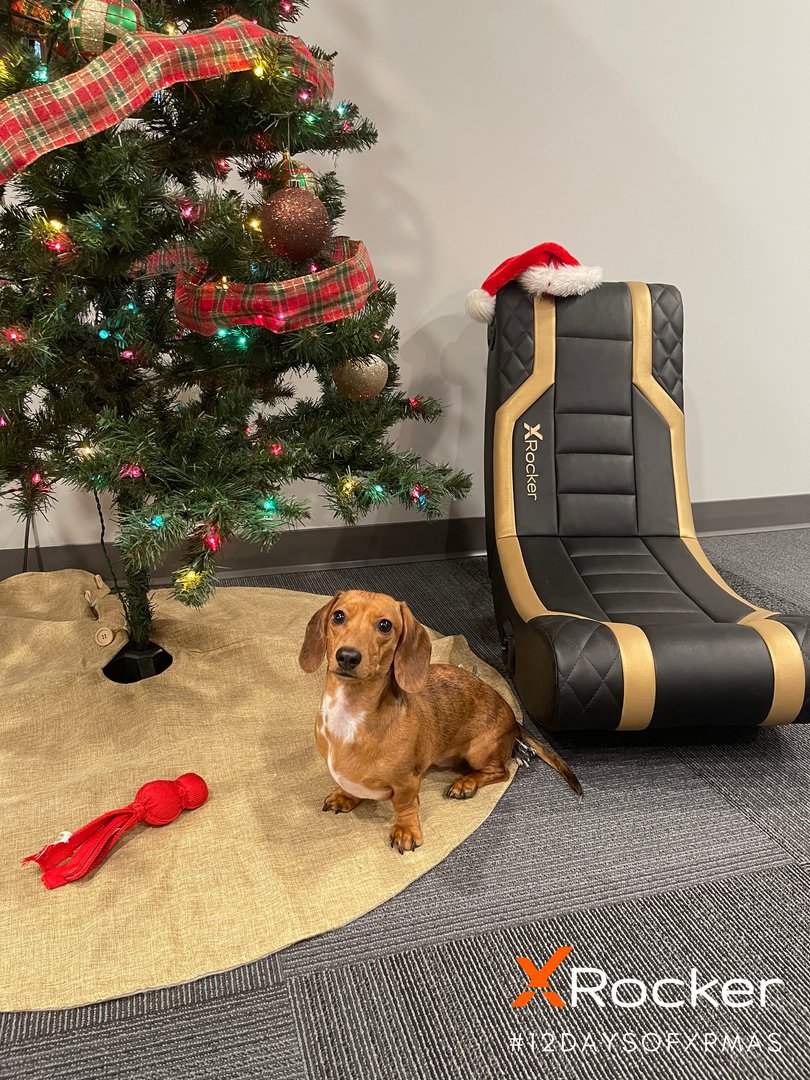 XRockerGaming's tweet photo. Just your friendly reminder: Pets are for life, not just for Christmas! 🎁

(no matter how cute they look under the tree 👀🎄)

#12DaysofXRmas https://t.co/BaLWuSnNfY