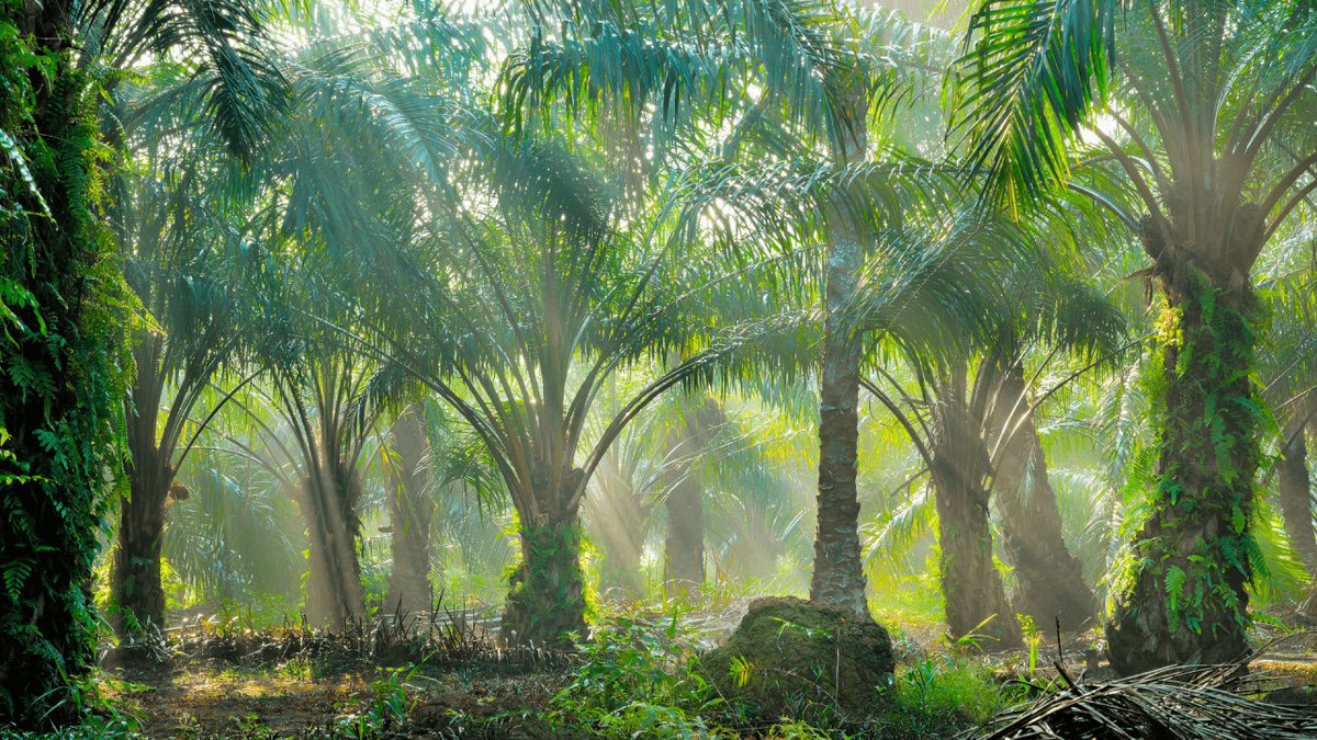 Malaysian sustainable palm oil comes from the non-GMO oil palm tree bit.ly/2xbudXG #malaysianpalmoil #oilpalm #palmoil #healthyoil #sustainability